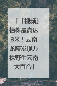 「视频」植株最高达3米！云南龙陵发现万株野生云南大百合