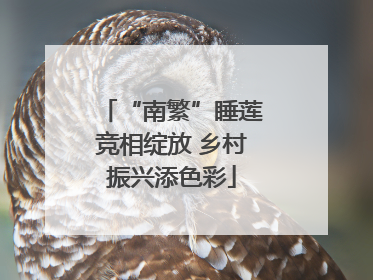 “南繁”睡莲竞相绽放 乡村振兴添色彩