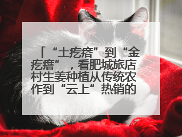 “土疙瘩”到“金疙瘩”，看肥城旅店村生姜种植从传统农作到“云上”热销的蝶变之路