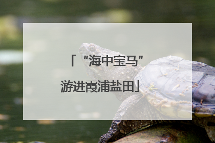 “海中宝马”游进霞浦盐田