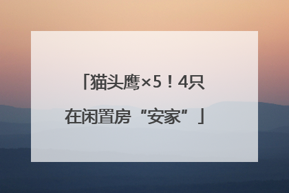 猫头鹰×5！4只在闲置房“安家”