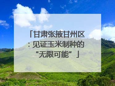 甘肃张掖甘州区：见证玉米制种的“无限可能”