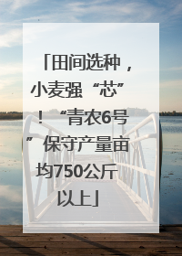 田间选种，小麦强“芯”！“青农6号”保守产量亩均750公斤以上