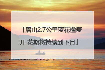 眉山2.7公里蓝花楹盛开 花期将持续到下月