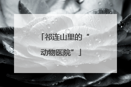 祁连山里的“动物医院”
