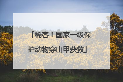 稀客！国家一级保护动物穿山甲获救