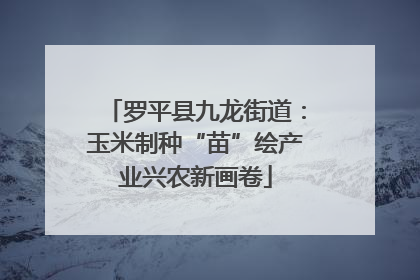 罗平县九龙街道：玉米制种“苗”绘产业兴农新画卷