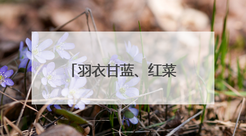 羽衣甘蓝、红菜头怎么就成了“顶流”食材？