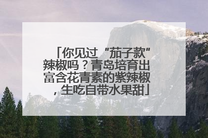 你见过“茄子款”辣椒吗？青岛培育出富含花青素的紫辣椒，生吃自带水果甜