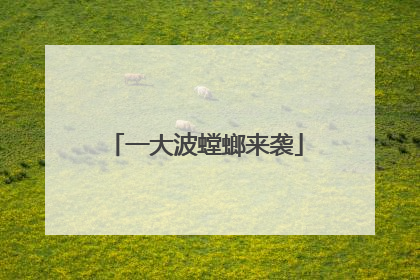 一大波螳螂来袭