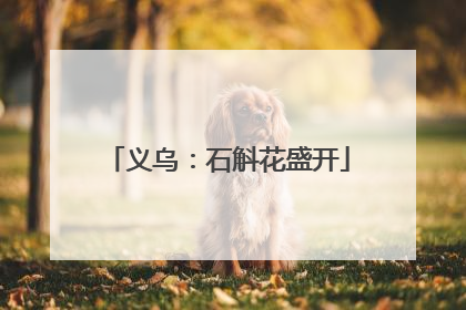义乌：石斛花盛开