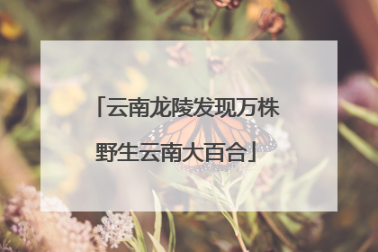 云南龙陵发现万株野生云南大百合