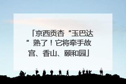 京西贡杏“玉巴达”熟了！它将牵手故宫、香山、颐和园