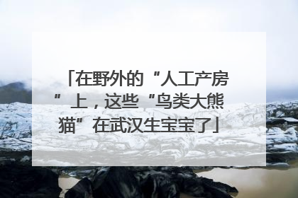 在野外的“人工产房”上，这些“鸟类大熊猫”在武汉生宝宝了