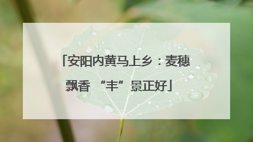 安阳内黄马上乡：麦穗飘香 “丰”景正好