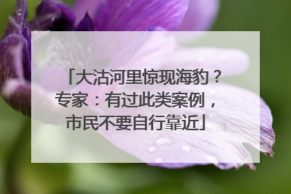大沽河里惊现海豹？专家：有过此类案例，市民不要自行靠近