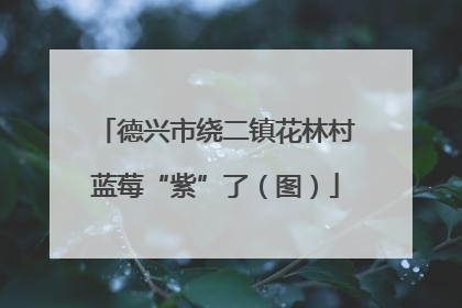 德兴市绕二镇花林村蓝莓“紫”了（图）