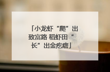 小龙虾“爬”出致富路 稻虾田“长”出金疙瘩
