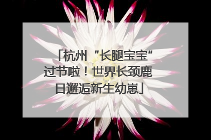 杭州“长腿宝宝”过节啦！世界长颈鹿日邂逅新生幼崽