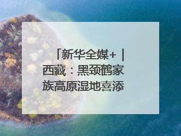 新华全媒+｜西藏：黑颈鹤家族高原湿地喜添“萌宝”