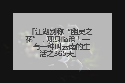 江湖别称“幽灵之花”，现身临沧！——有一种叫云南的生活之365天
