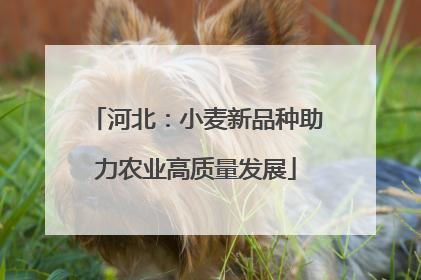 河北：小麦新品种助力农业高质量发展