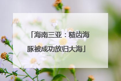 海南三亚：糙齿海豚被成功放归大海
