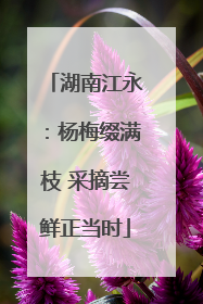 湖南江永：杨梅缀满枝 采摘尝鲜正当时