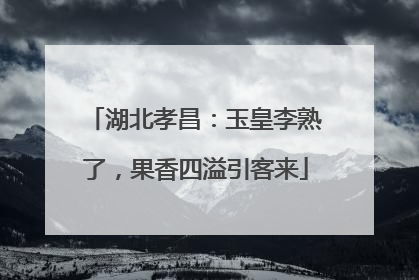 湖北孝昌：玉皇李熟了，果香四溢引客来