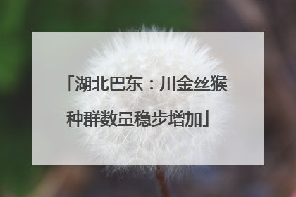 湖北巴东：川金丝猴种群数量稳步增加