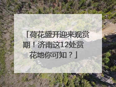 荷花盛开迎来观赏期！济南这12处赏花地你可知？