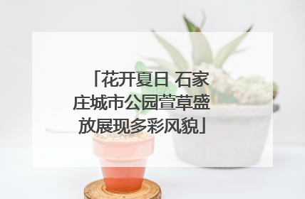 花开夏日 石家庄城市公园萱草盛放展现多彩风貌