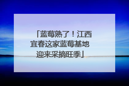 蓝莓熟了！江西宜春这家蓝莓基地迎来采摘旺季