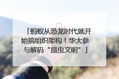 蚂蚁从恐龙时代就开始搞组织架构！华大参与解码“昆虫文明”