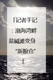记者手记：渤海湾畔盐碱滩变身“新粮仓”