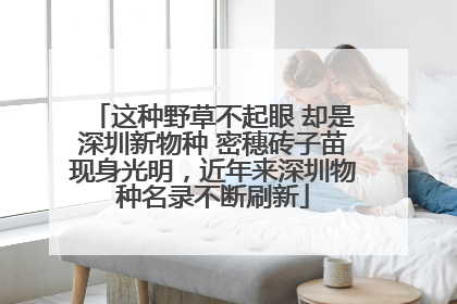 这种野草不起眼 却是深圳新物种 密穗砖子苗现身光明，近年来深圳物种名录不断刷新