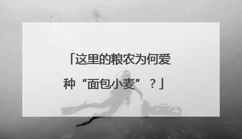 这里的粮农为何爱种“面包小麦”？