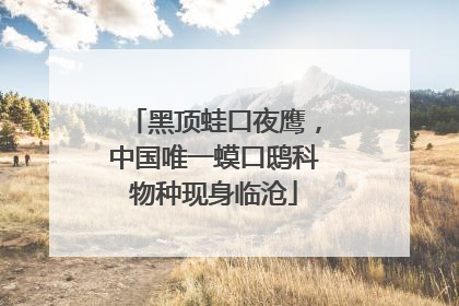 黑顶蛙口夜鹰，中国唯一蟆口鸱科物种现身临沧